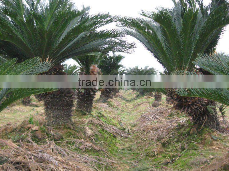 cycas revoluta multi-heads in land