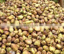 Fresh matured coconut supplier