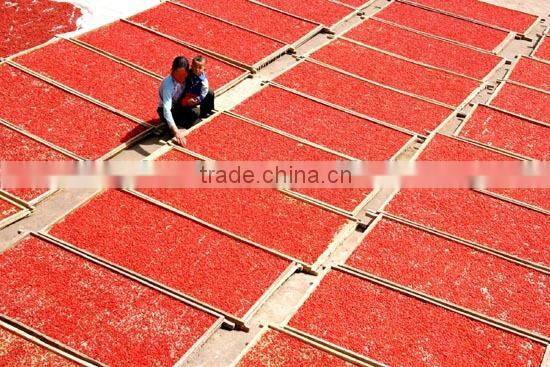 Ningxia wolfberry(gouqi) /herbal plant dry Gouqi