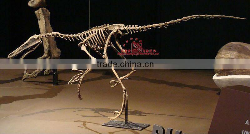 Realistic Dinosaur Skeleton Fossil Of Buitreraptor
