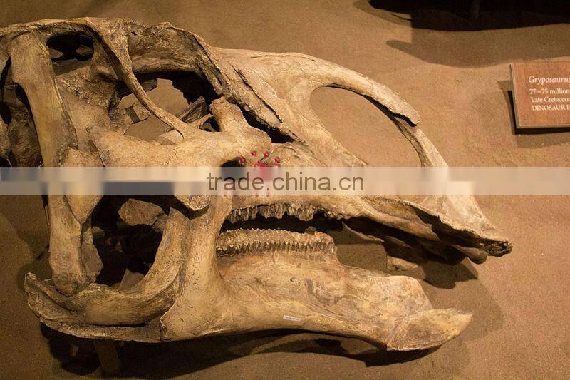 Life Size Dinosaur Skeleton Replica Of Gryposaurus