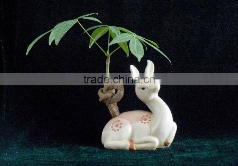 decorative pachira ornamental plants