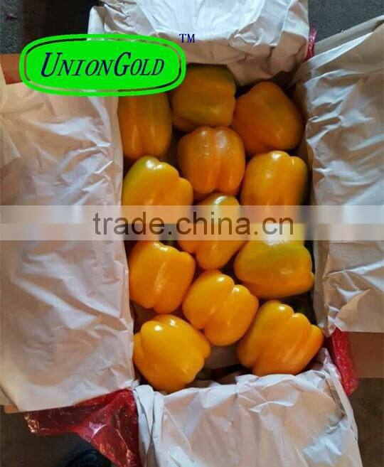 fresh bell pepper,red,yellow,green bell pepper