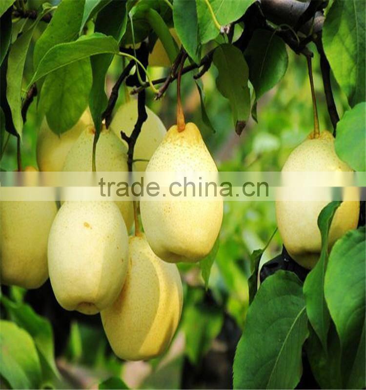 He Bei Fresh ya pear