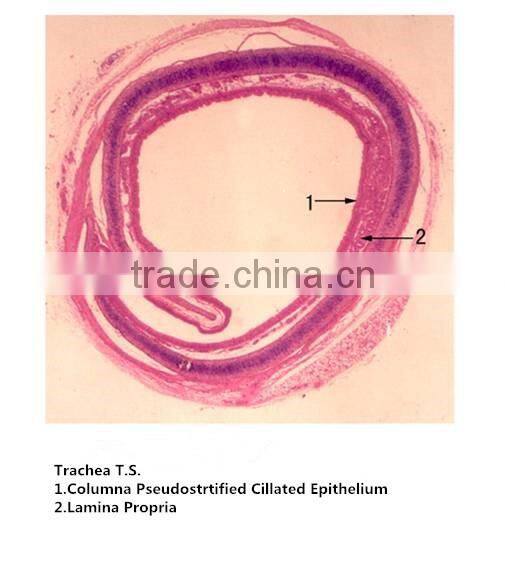 Medical slides/ Prepared Microscope Histology slides/Epithelium Sec. Slides