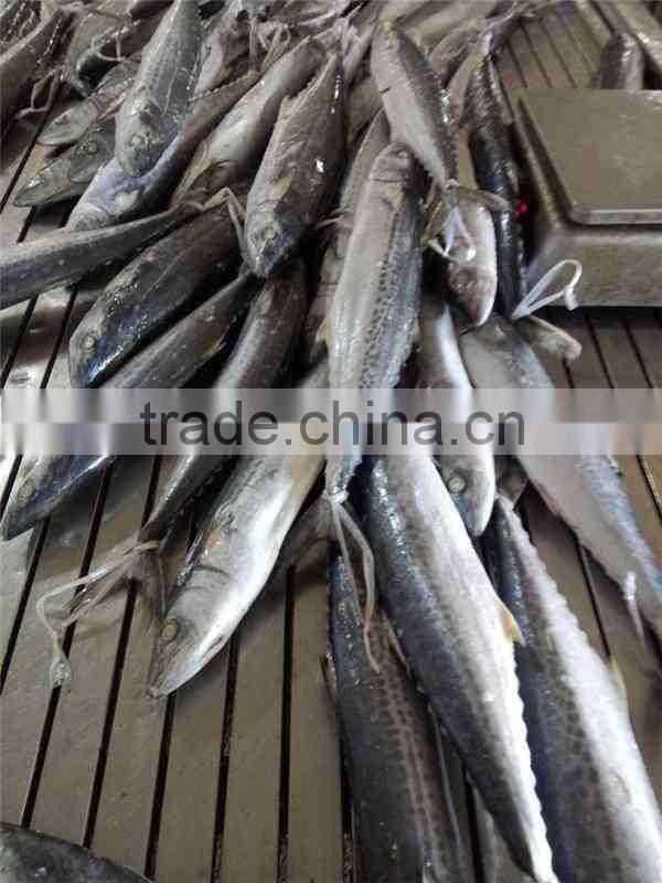 IQF Spanish Mackerel whole round of size 500-700g