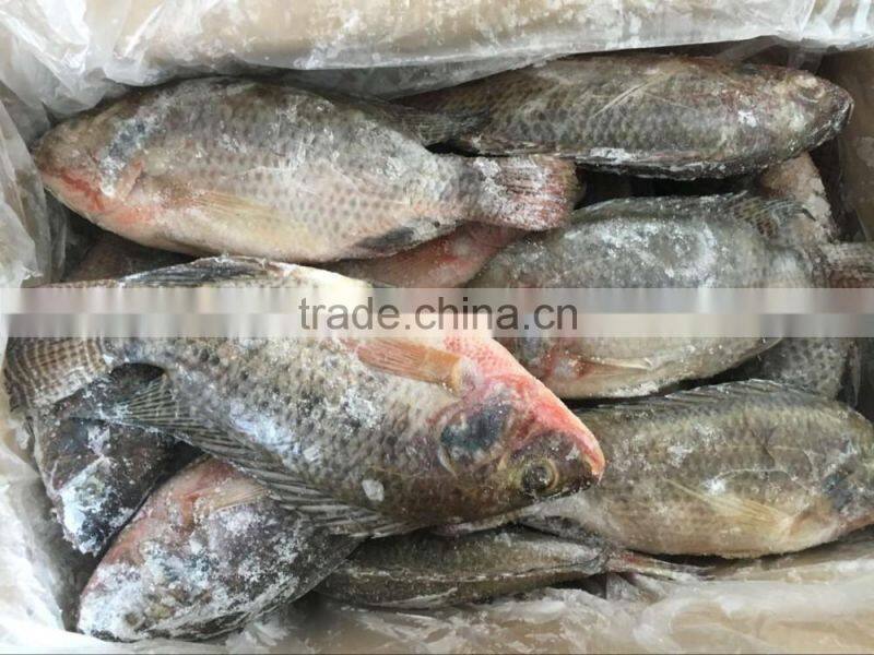 seafood manufacture sell live tilapia