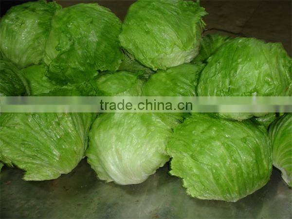 Hot sale Fresh lettuce/Green lettuce/iceberg lettuce