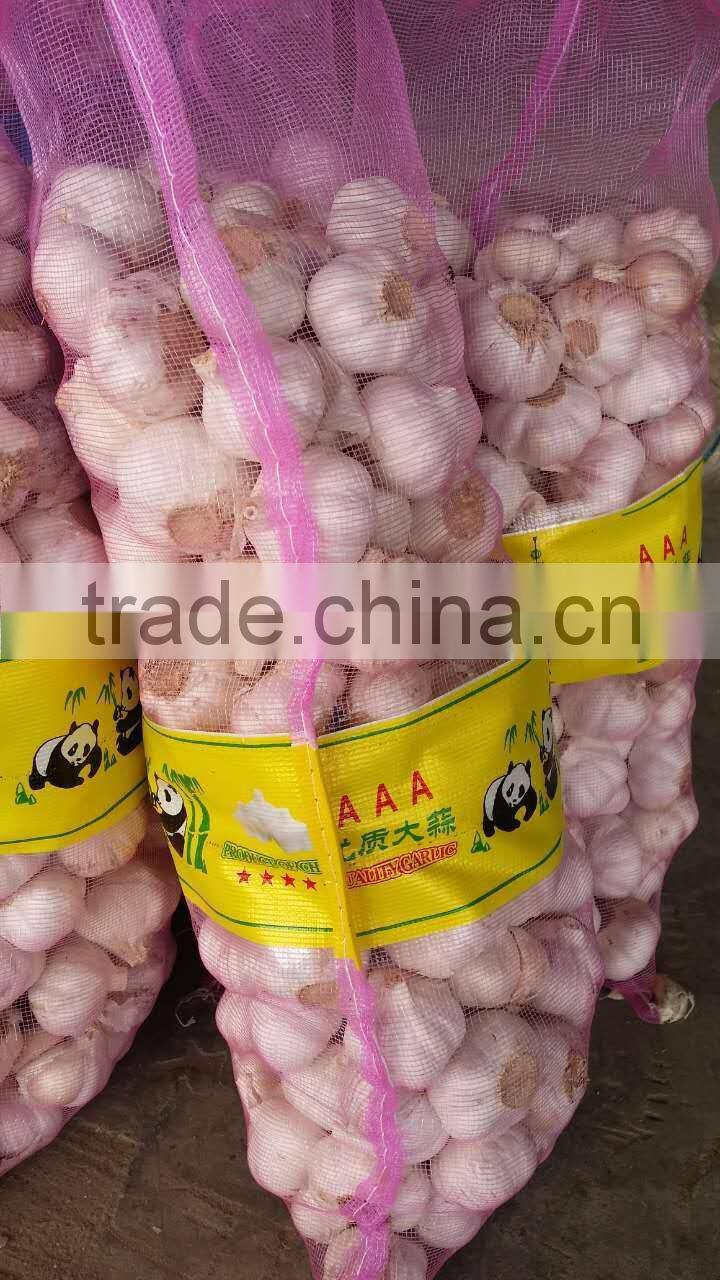 Supply 2016 Fresh Normal White Garlic