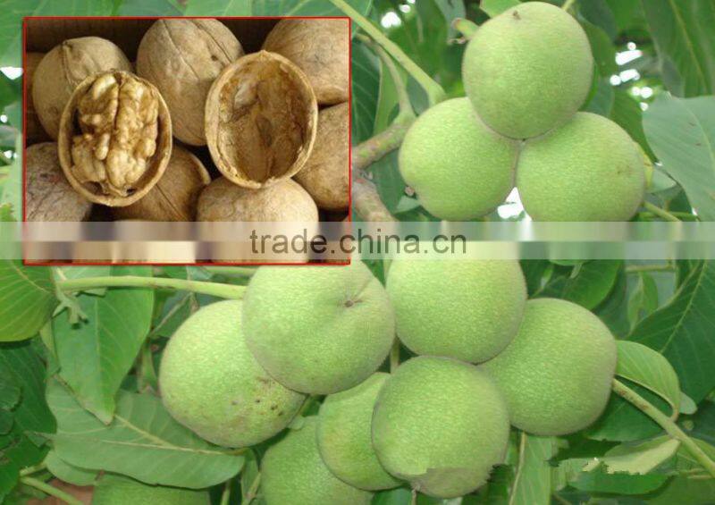 Shanxi Fenyang Ordinary Walnuts in Shell,raw walnuts,Thin skin