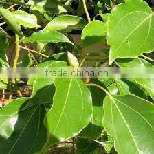 Best Manufacturer Ginger Grass Oil