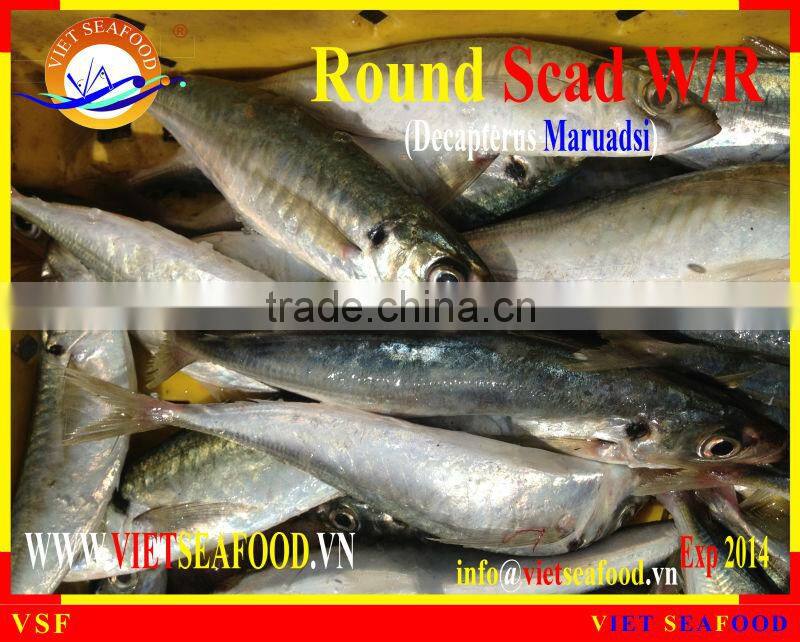 FROZEN ROUND SCAD WHOLE ROUND