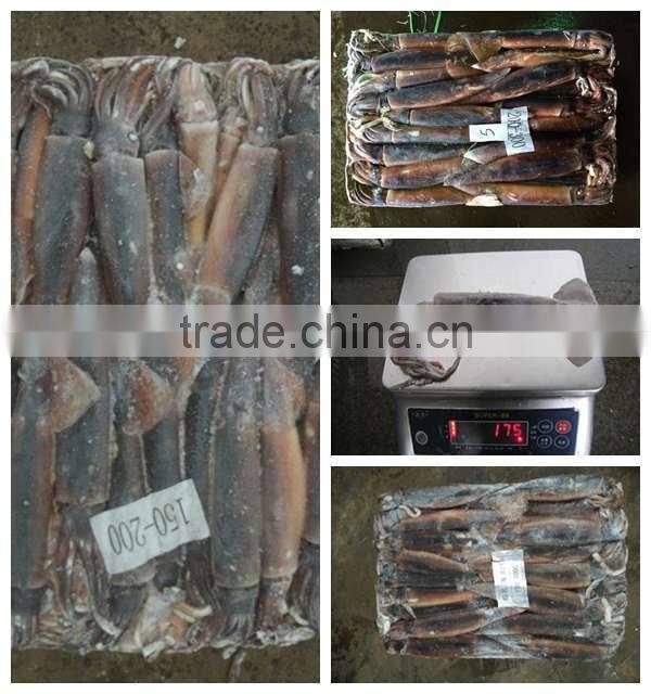 Frozen Argentina Squid