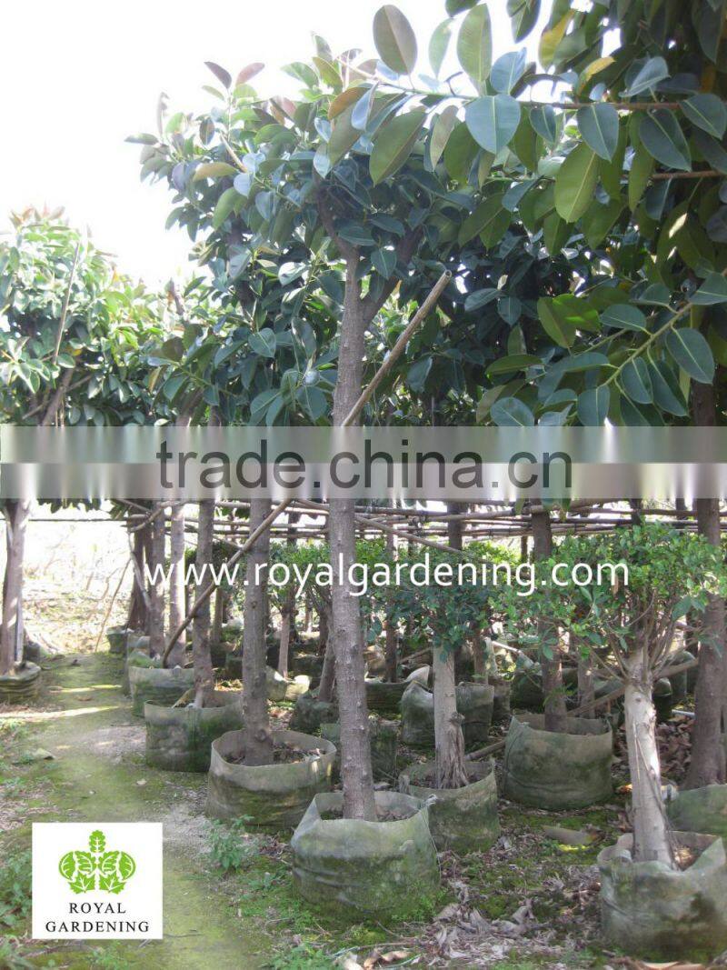 Ficus elastica Tropical trees