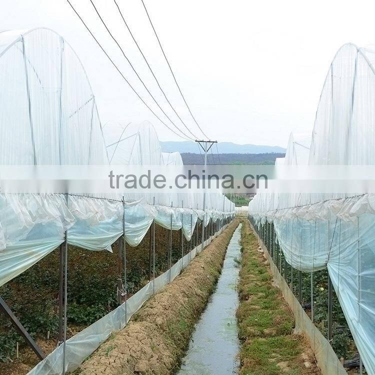 Fashionable Crazy Selling fresh cut gold tulip flower