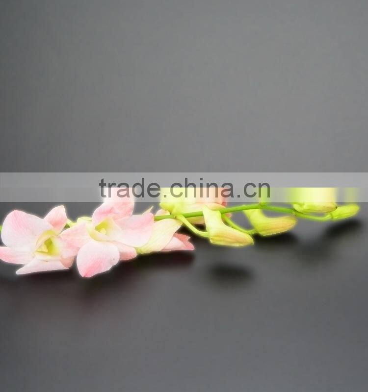 Durable best sell fresh pink color cattleya orchid