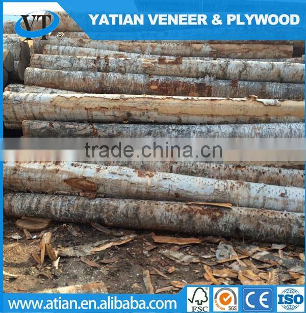 Decorative AB grade poplar wood face veneer to Egypt market 0.3mm factory