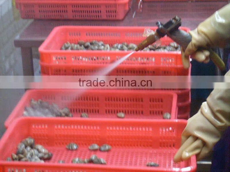 Good Quality Short Necked Clams