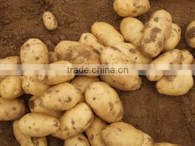 2013 crop Fresh Potatoes