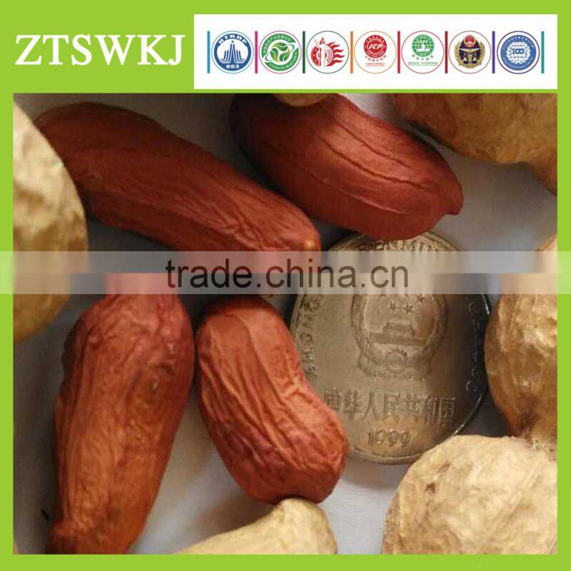ZHOU TIAN high yield Peanut Seeds