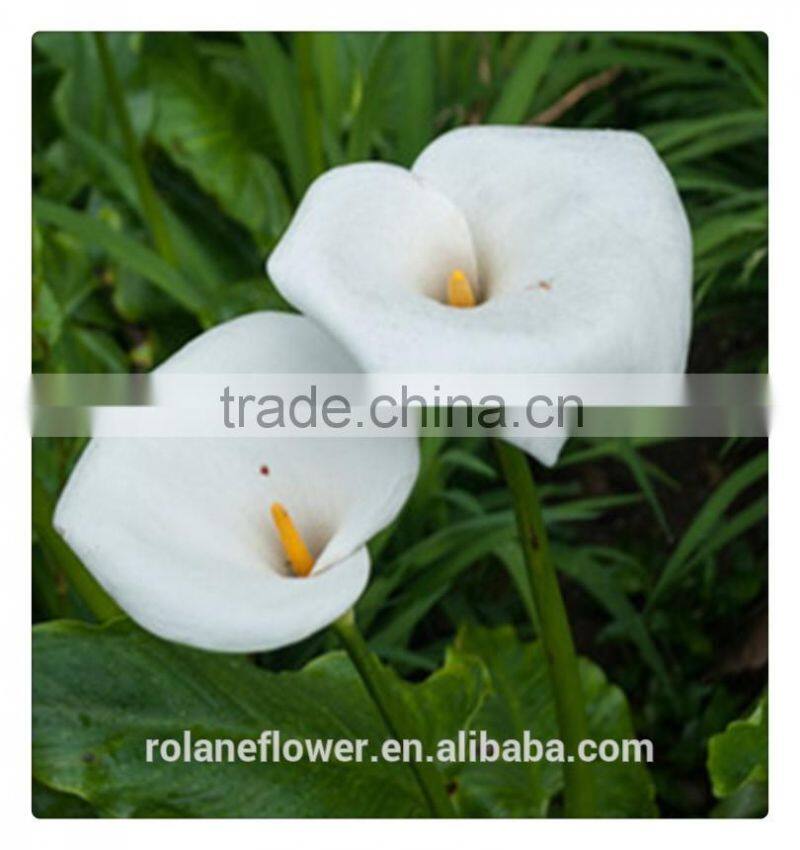 2016 fashion graceful white calla lily flower to express global