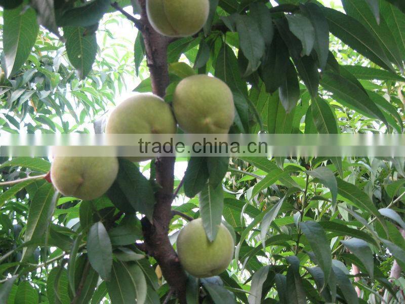 better fresh canned fruit