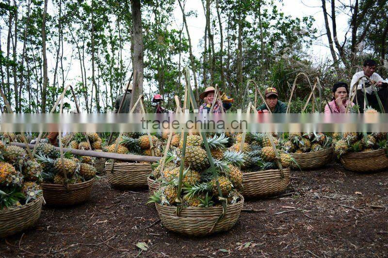 fresh pineapple with sweet taste