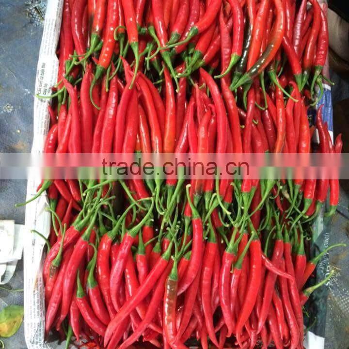 DALAT FRESH RED CHIILI