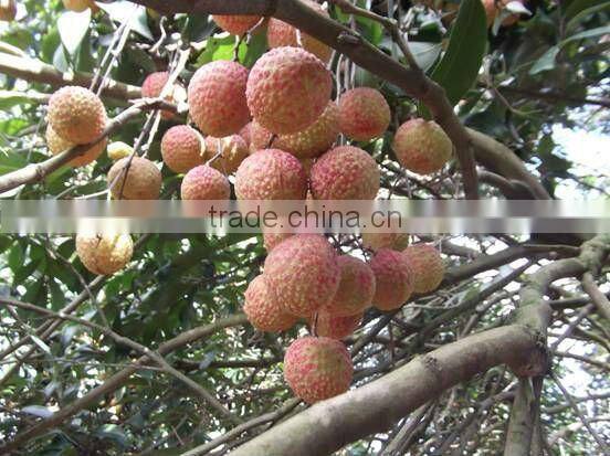 Fresh Lichi From China