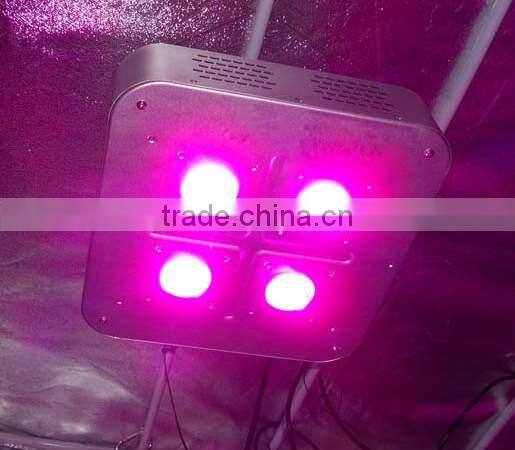 Vanq classical 8years 300W COB LED grow light for hydroponic systems