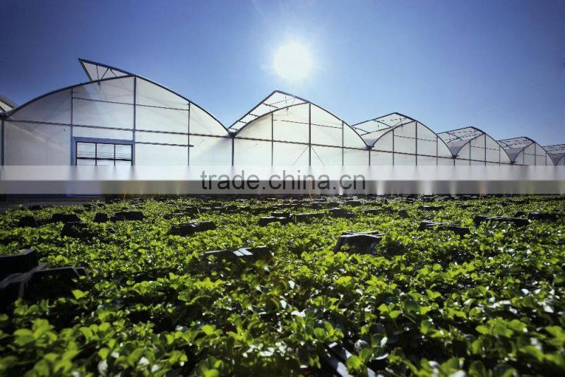 zigzag Easily Installed PC Sheet Covered Greenhouse