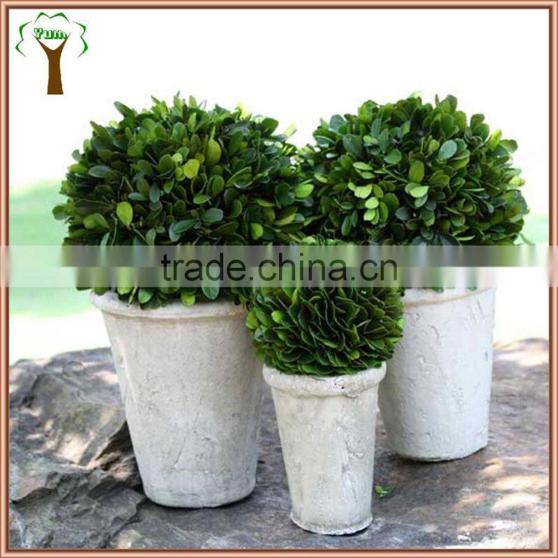 potted preserved buxus crafts and decorations for xmas and wedding ornament