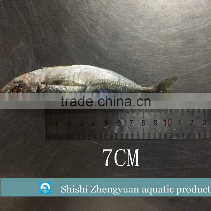 Fresh frozen HGT horse mackerl 6-8cm loose package