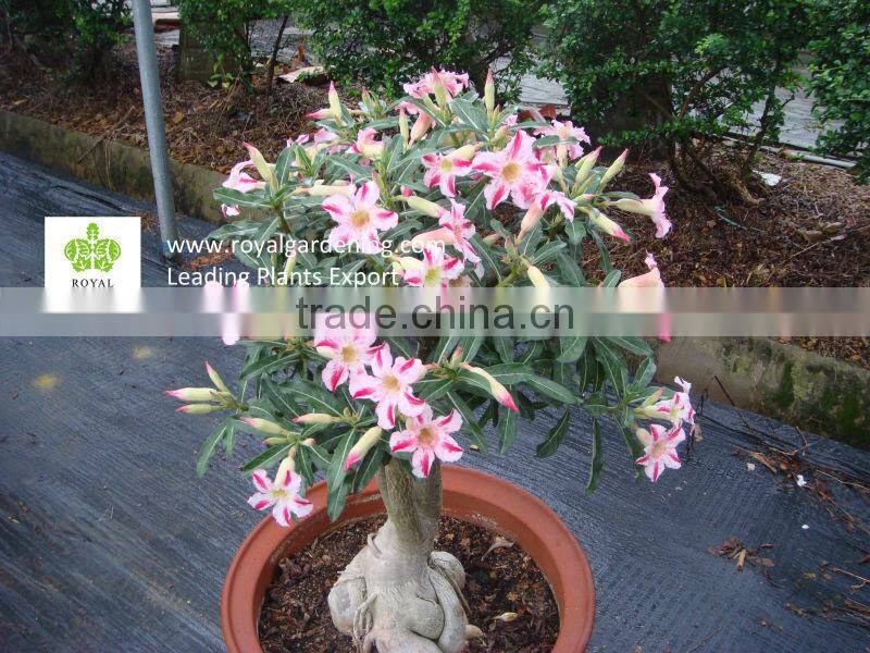 Adenium obesum ( Desert rose)