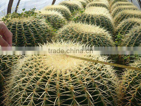 Echinocactus plants