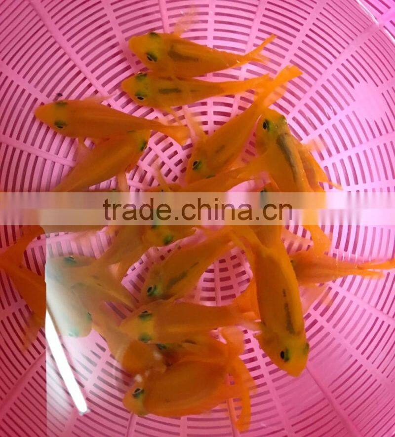 Yellow parrot cichlid aquarium fish from Thailand exporter