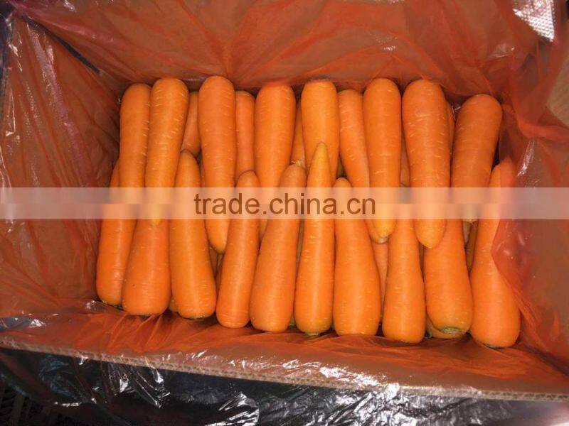 wholesale baby carrots with good price