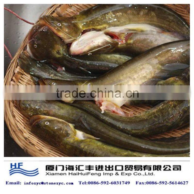 frozen catfish on sale
