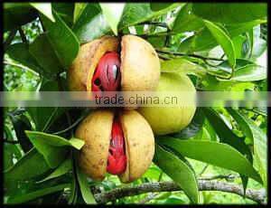 Best Quality Of Nutmeg Oil From BORG EXPORT |100% Natural Nutmeg Oil | At low Price