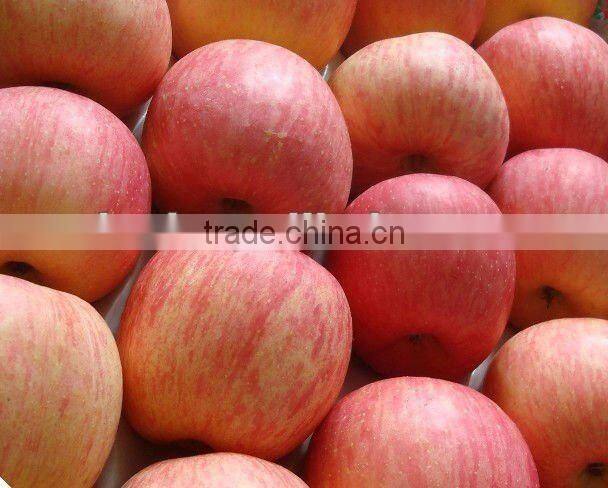 Yantai Fresh fuji apple best price exporter in china