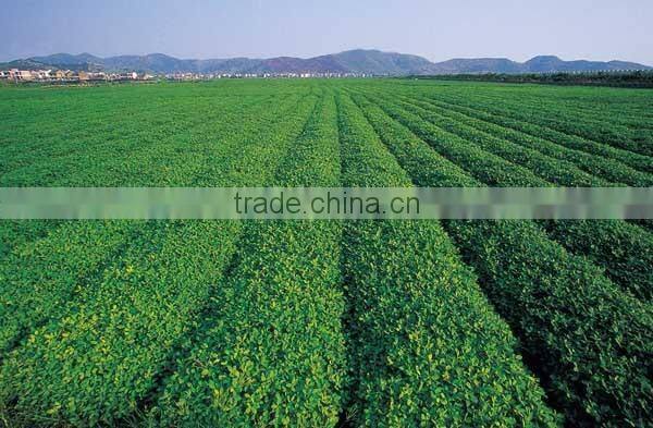 Canned Roasted and Salted Peanut