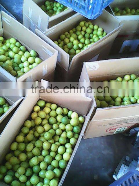 Fresh Lemon Supplier / Manufacture in India