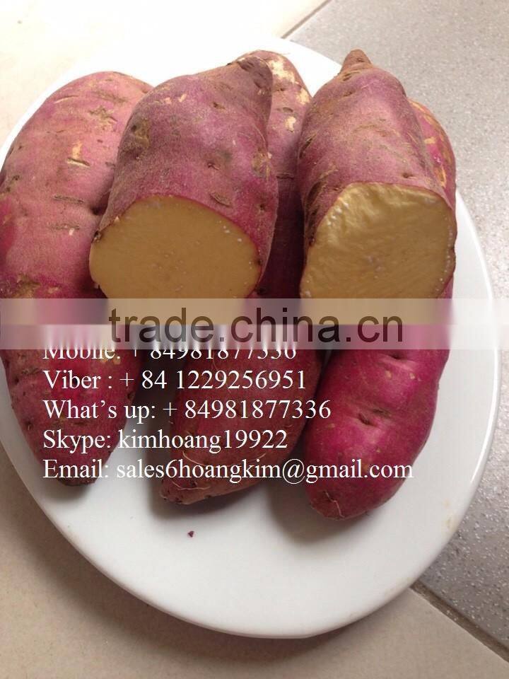 Export fresh sweet potato bulk