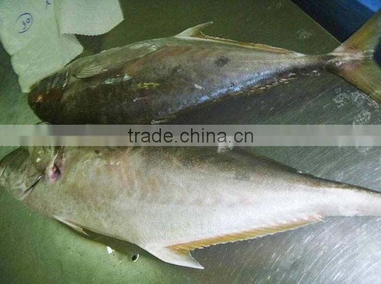 whole round Bigeye Trevally frozen fish