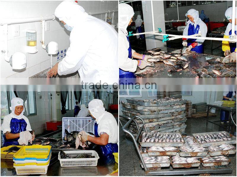 Whole round tilapia suppliers from China