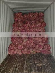 Fresh Indian Coconut in Semi Husked