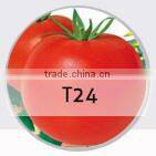 E08 Shengyuan No.2 f1 hybrid black eggplant seeds, 700 to 850grams in weight, round shape