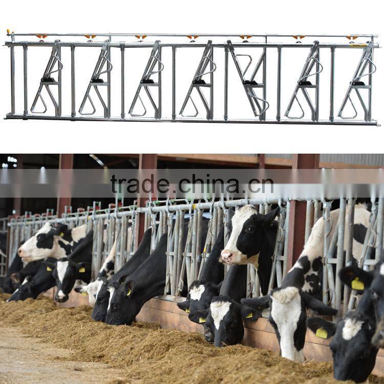 Farm livestock equipment for cow loops cow cubicle