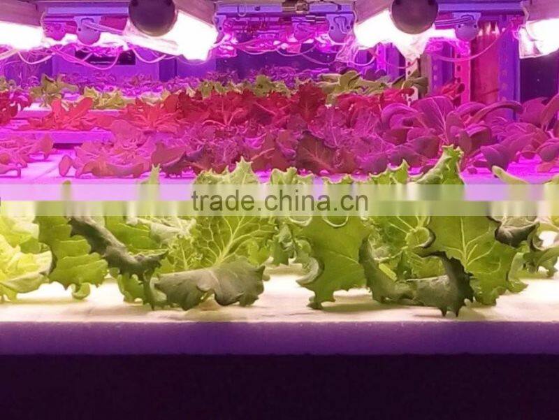 10W led bar lamp hydroponic grow light system for growing lettuce pepper 2ft