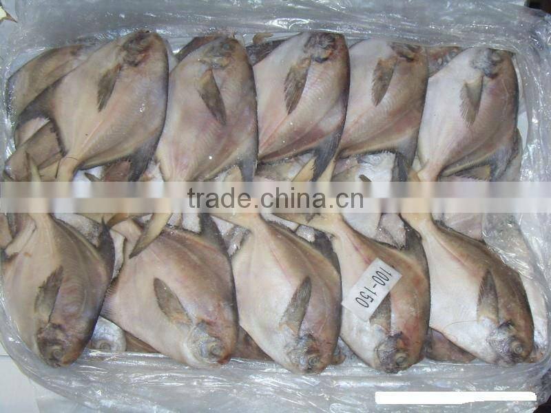 IQF grey pomfret(swallowtail butterfish)100-150g